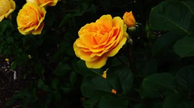 Melbourne, Avustralya 'daki bahçede açan sarı güller rüzgârda hareket ediyor..