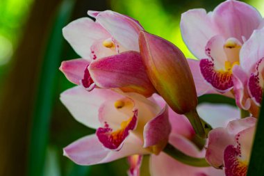 Bir demet güzel pembe Cymbidium Orkide çiçekleri yaz mevsiminde çiçek açıyor..