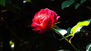 Çiçekli kırmızı gül ve yeşil yapraklar botanik bahçesinde gün ışığında.