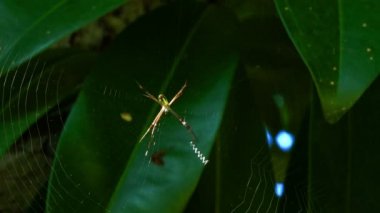Örümcek SpiderWeb üzerinde oturan