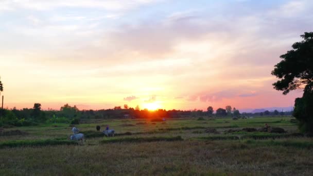 Reisfeld und Sonnenuntergang — Stockvideo