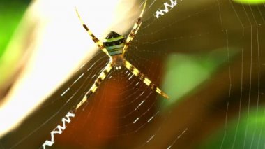 Renkli örümcek otur spiderweb