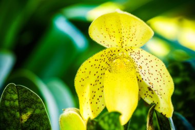 Lady's terlik çiçek