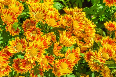 Parlak renkli çiçek