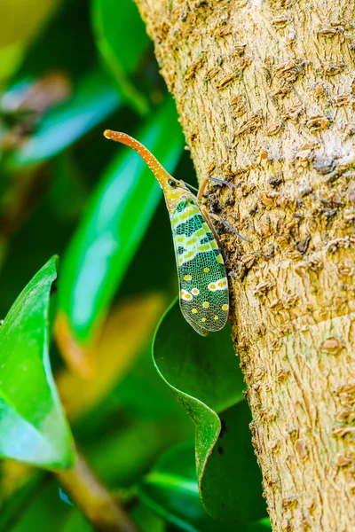 Laternenfliegen sitzen auf einem Baum — Stockfoto