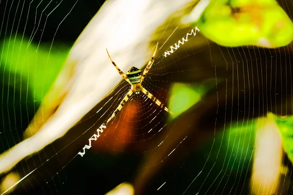 Aranha em pé na teia de aranha — Fotografia de Stock