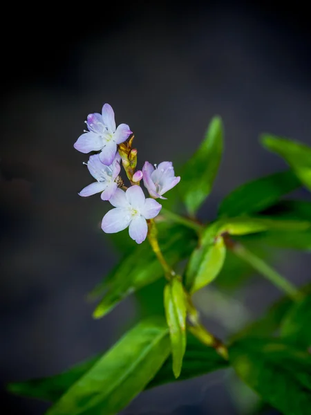 Closeup of Hairy Basil Flower — Stock Photo, Image