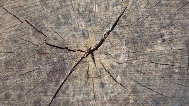 Eski bir ağacın kesit dokusu