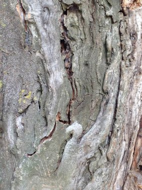 Eski ağaç kabuğunun dokusu