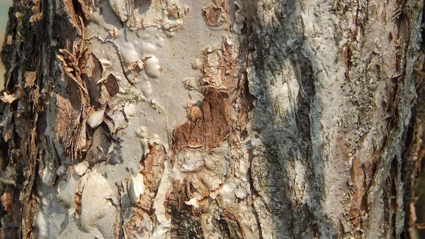 Textur Bark Från Gamla Äppelträd — Stockfoto