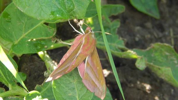 Der Schmetterling Tautropfen Sitzt Auf Grünen Blättern Garten — Stockfoto