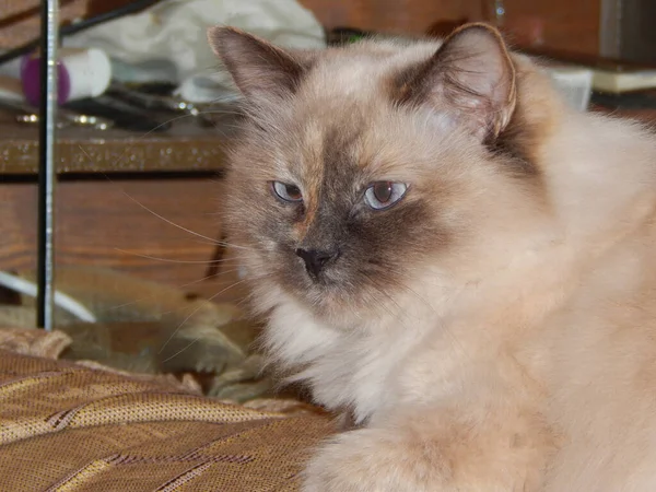 Een Witte Pluizige Kat Boos Fotograaf Moe Van — Stockfoto