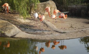 Göl kenarında bir flamingo sürüsü
