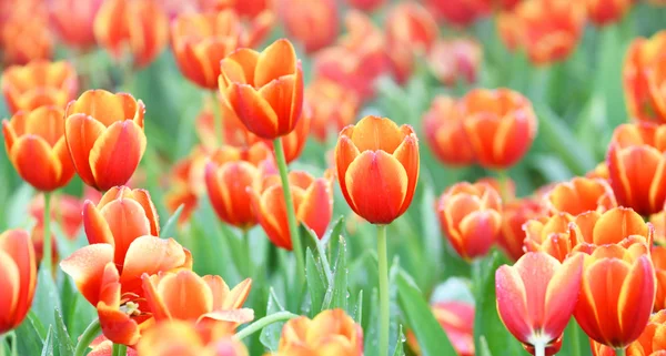 Kwitnących kwiatów tulipanów — Zdjęcie stockowe