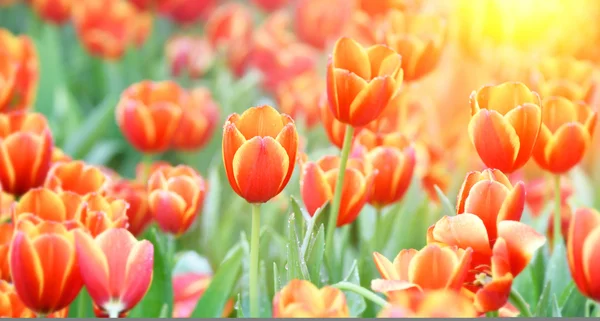 Fioritura fiori di tulipano primaverili — Foto Stock