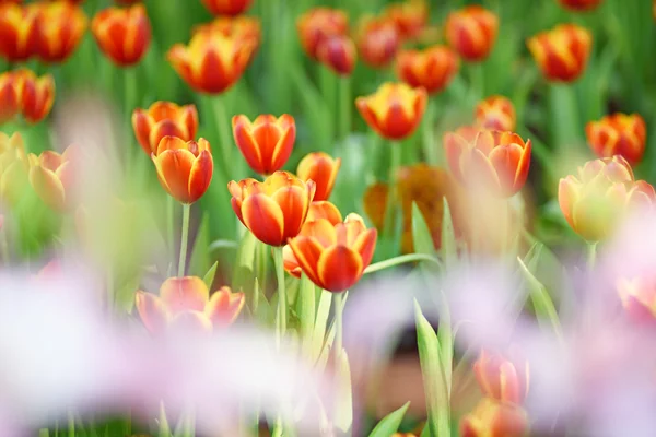 Flores de tulipán florecientes —  Fotos de Stock