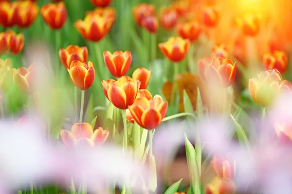 Flores de tulipán florecientes —  Fotos de Stock