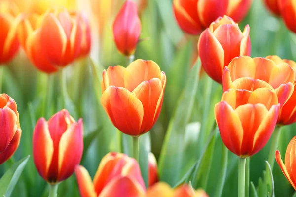 Flores de tulipán florecientes — Foto de Stock