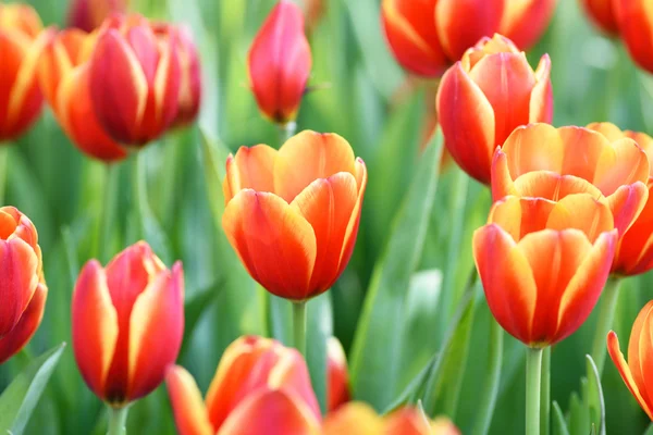 Blossoming tulip flowers — Stock Photo, Image