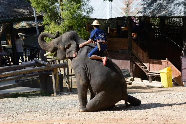 태국에서 코끼리 쇼 — 스톡 사진