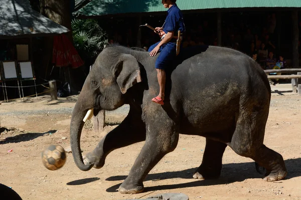 在泰国的大象表演 — 图库照片