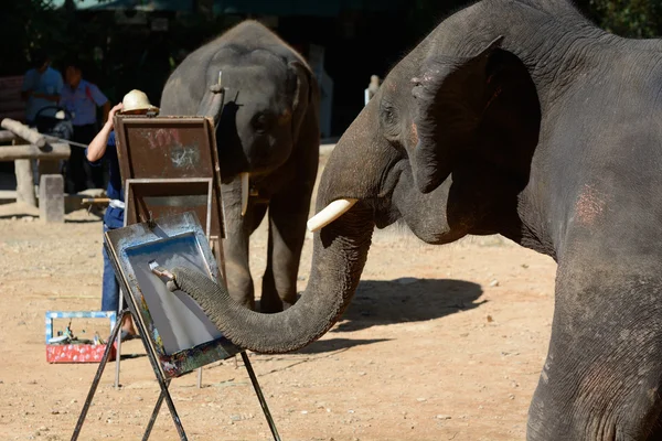 在泰国的大象表演 — 图库照片