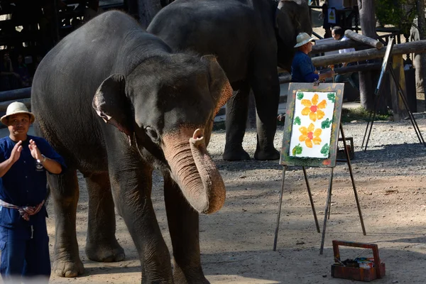 Шоу слонов в Таиланде — стоковое фото