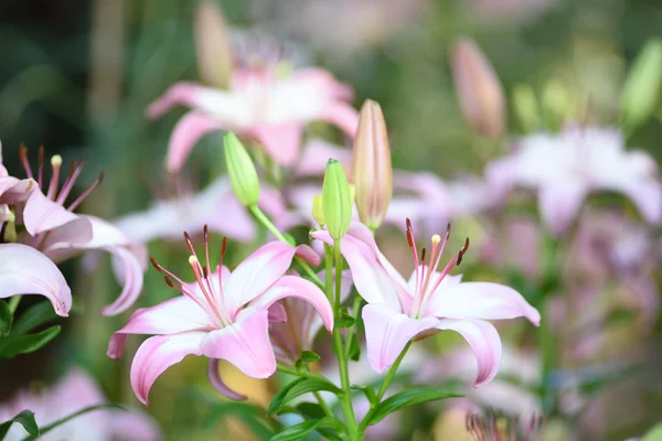 Violet lily flowers in garden — Stock Photo, Image