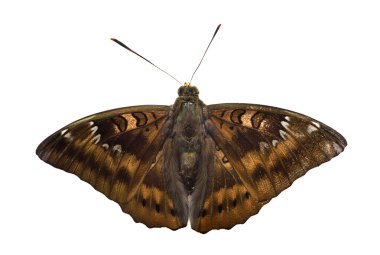 Monarch güve, tereyağlı