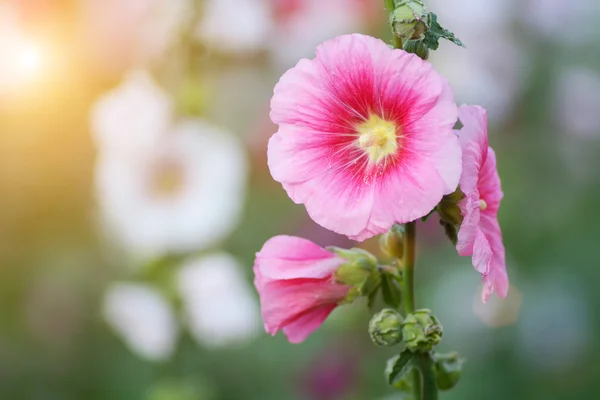 Flores rosa de Hollyhock — Fotografia de Stock