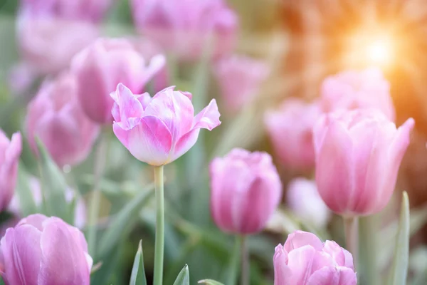 Florecientes flores de tulipán de primavera —  Fotos de Stock