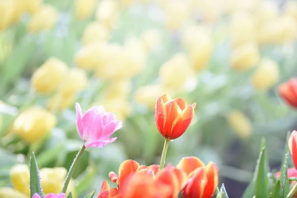 Fioritura fiori di tulipano primaverili — Foto Stock