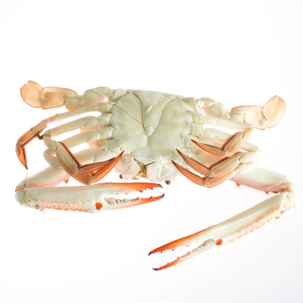 Fresh sea crabs — Stock Photo, Image