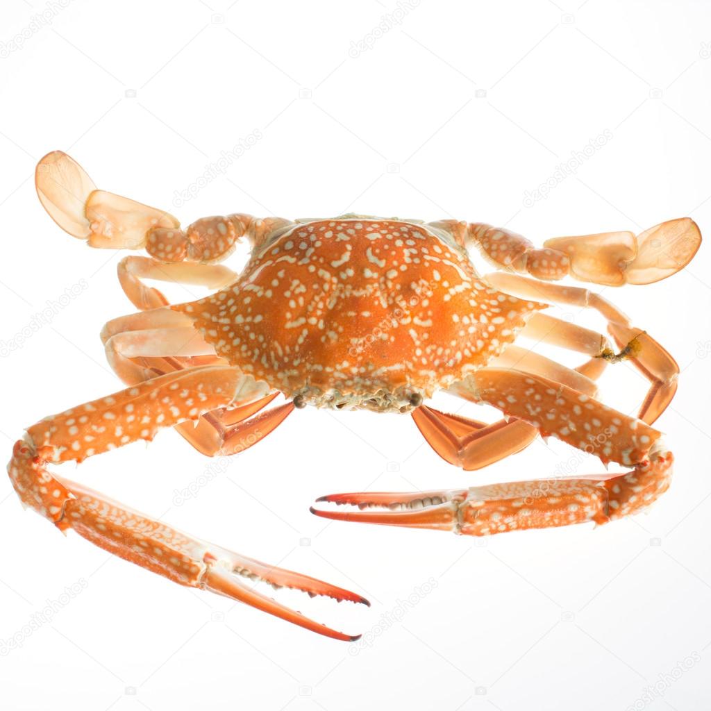 Fresh sea crabs