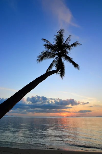 Palmera de coco sola —  Fotos de Stock