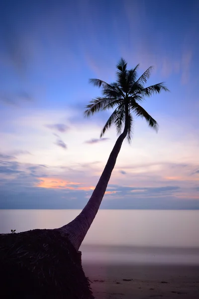 Palmu auringonlaskun aikaan. — kuvapankkivalokuva