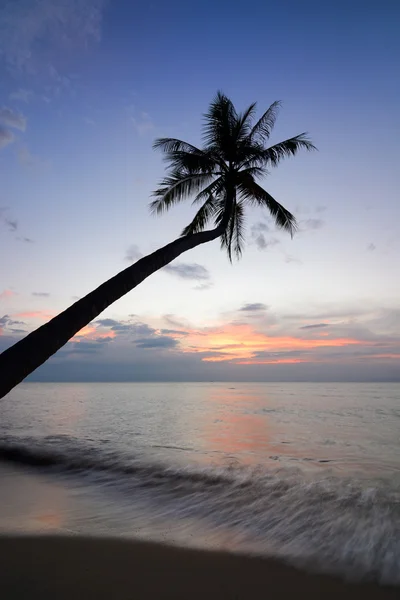 Palme bei Sonnenuntergang. — Stockfoto