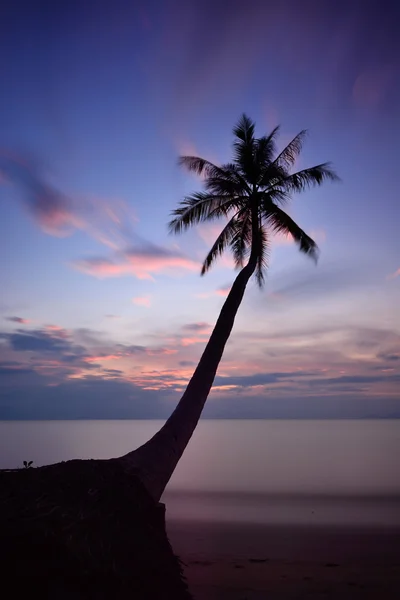 Palme bei Sonnenuntergang. — Stockfoto