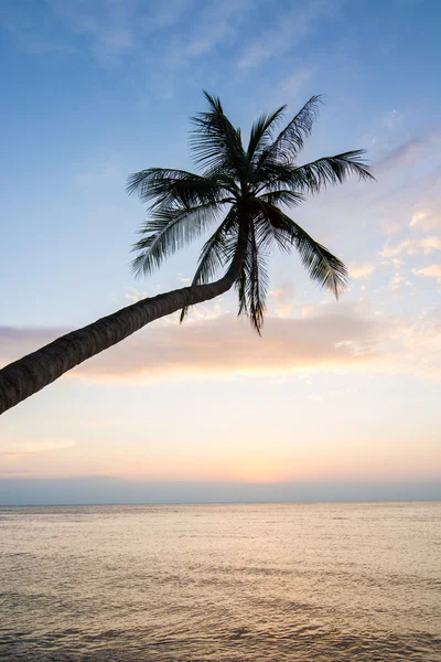 Palmboom bij zonsondergang — Stockfoto