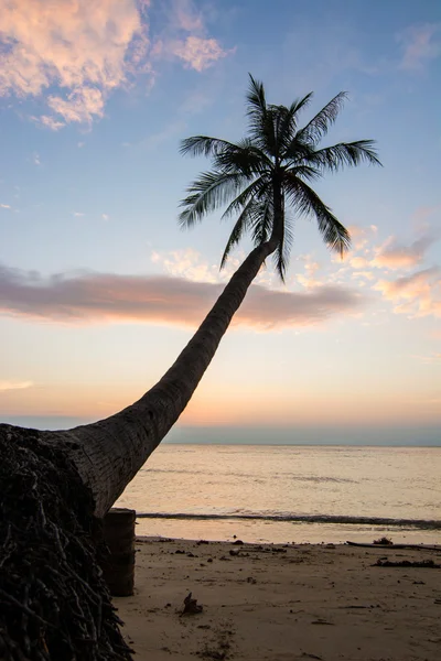 Palmu auringonlaskun aikaan — kuvapankkivalokuva