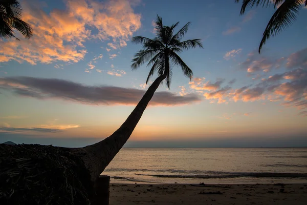 Gün batımında palmiye ağacı — Stok fotoğraf