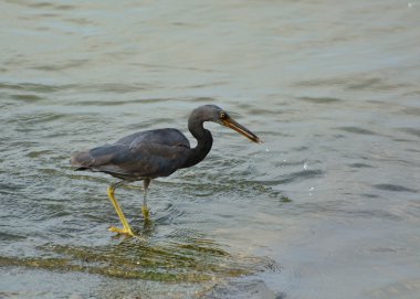 Pasifik resif ak balıkçıl