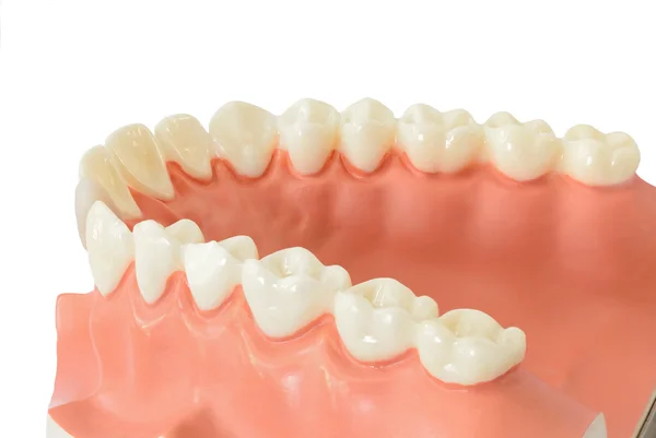 Teeth model for education — Stock Photo, Image