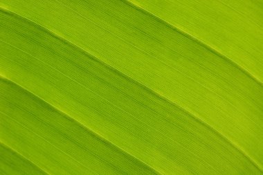 muz yaprağı arka plan