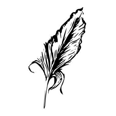 bird feather, symbol of knowledge