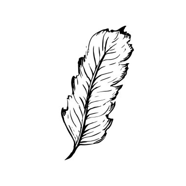 Elle çizilmiş kuş tüyü