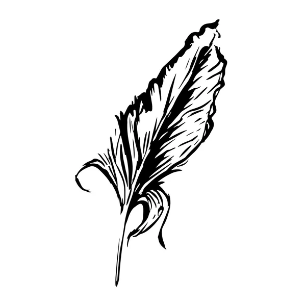 Bird feather, symbol of knowledge — Stockvektor