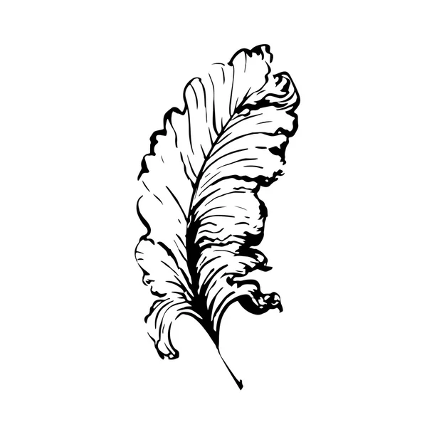 Pluma de ave dibujada a mano — Archivo Imágenes Vectoriales