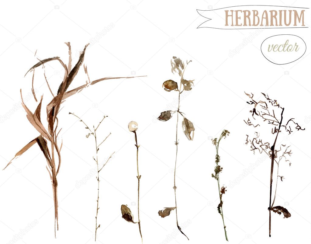 Watercolor botanical illustration of dried wild plants and herbs