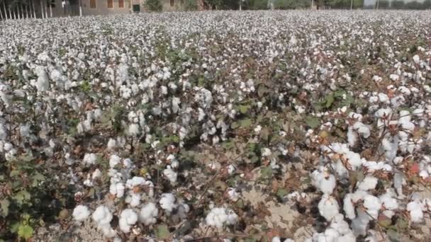 Cotton Field Uzbekistan — Stock Video